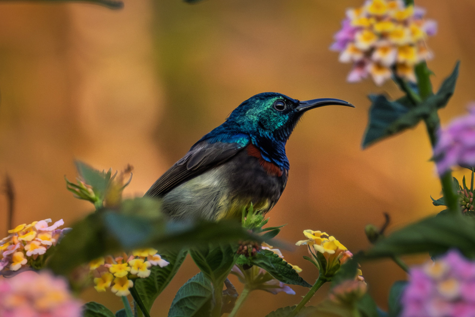 image Souimanga Sunbird